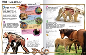 100 facts: animal life - Ảnh 4