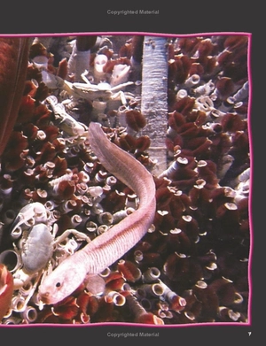 100 facts deep ocean - Ảnh 8