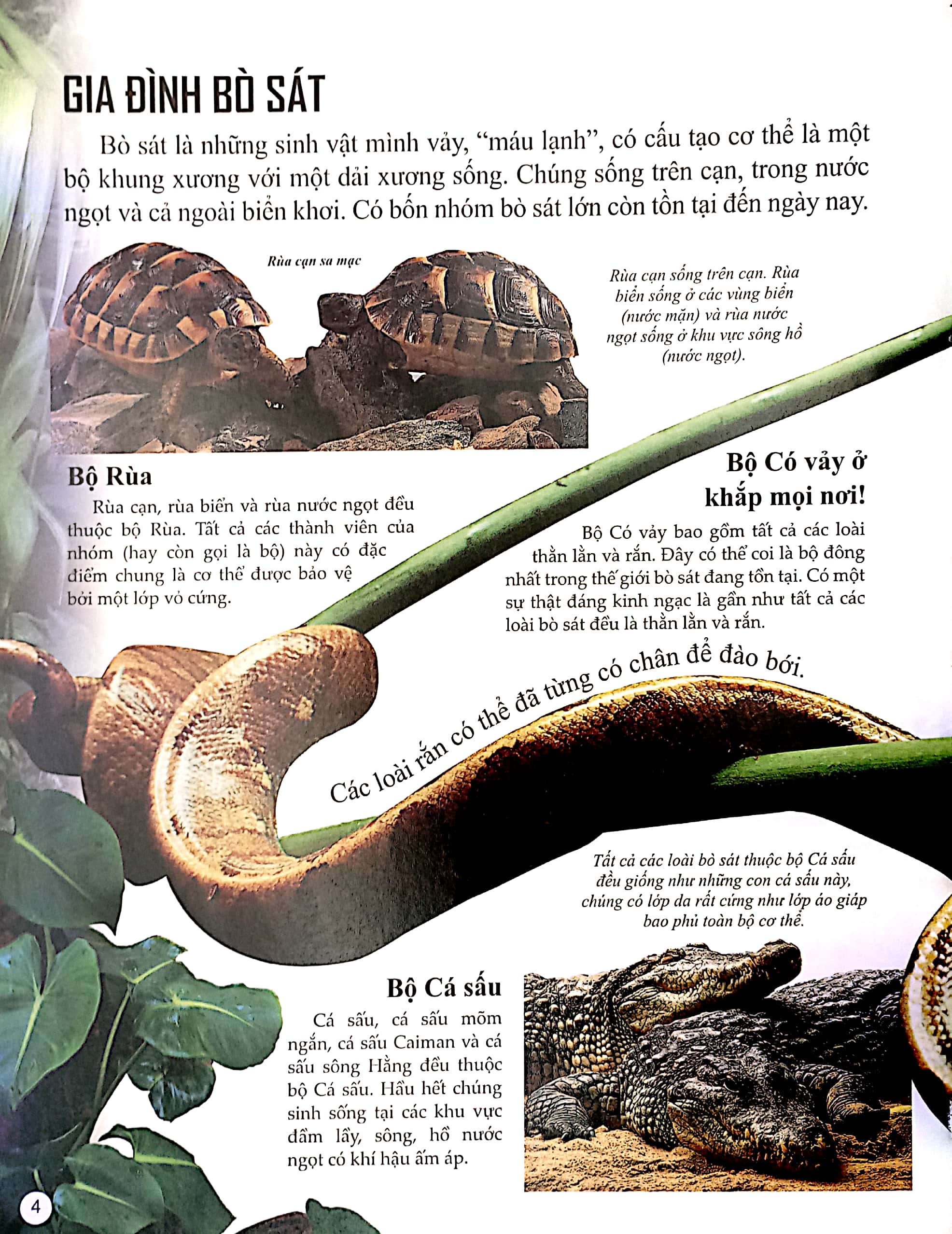 bách khoa tri thức về khám phá thế giới cho trẻ em - reptiles - bò sát - Ảnh 4