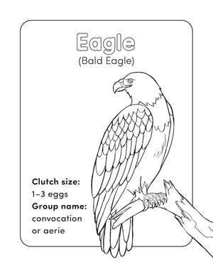 bird book for kids - Ảnh 3