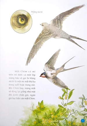 bộ 10 vạn câu hỏi vì sao - chim và động vật biển (tập 1) - Ảnh 5