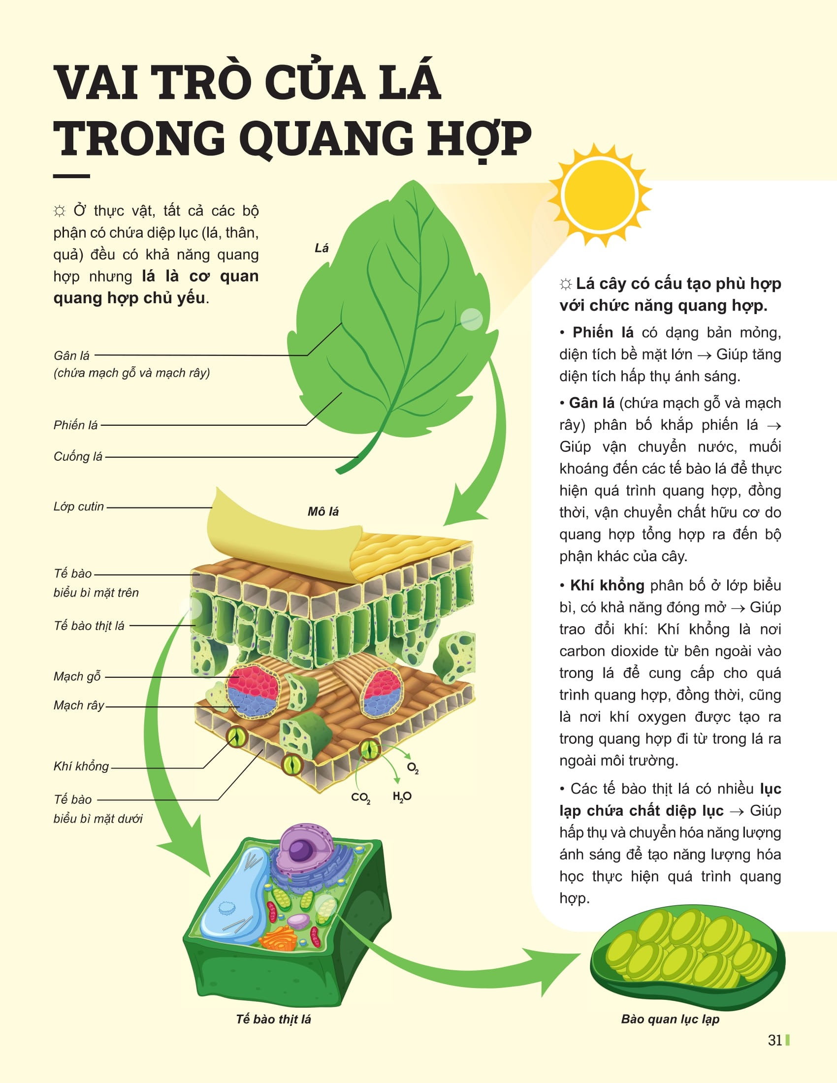 Bộ Đột Phá Tư Duy Khoa Học Tự Nhiên 7 - Tập 2 (Tái Bản 2025) - Ảnh 9