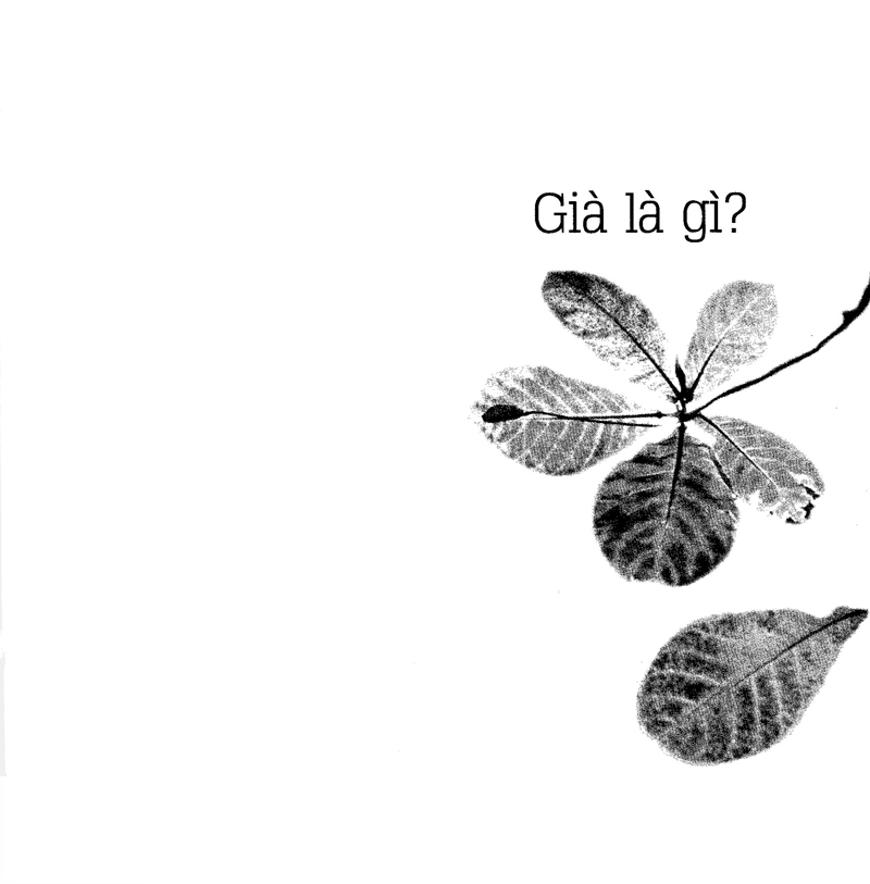 già ơi...chào bạn! - Ảnh 4