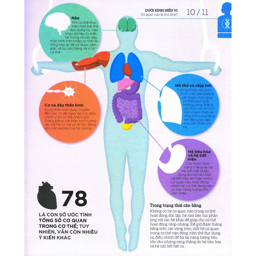 how the body works - hiểu hết về cơ thể - Ảnh 10