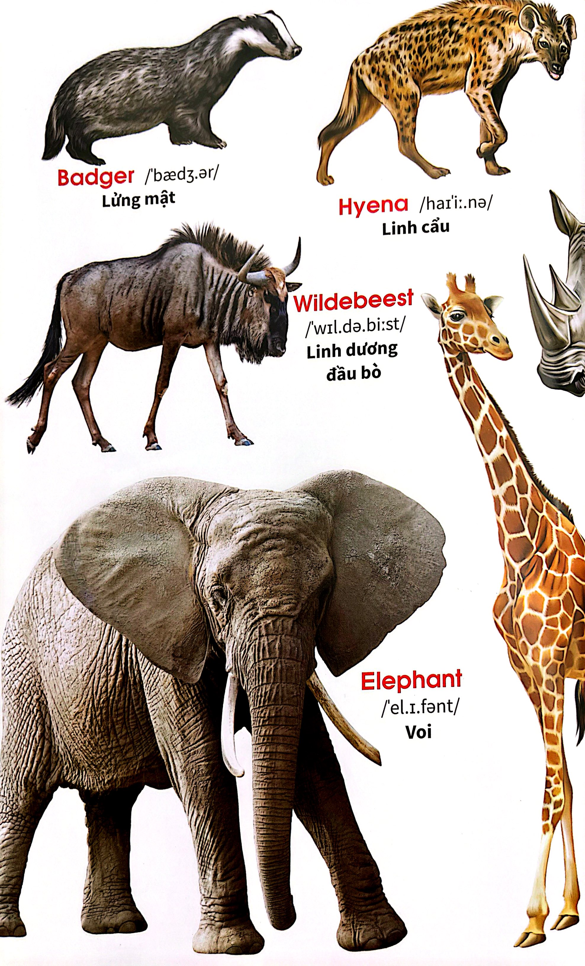 My First Book Of Animals - Thế Giới Động Vật - Ảnh 6