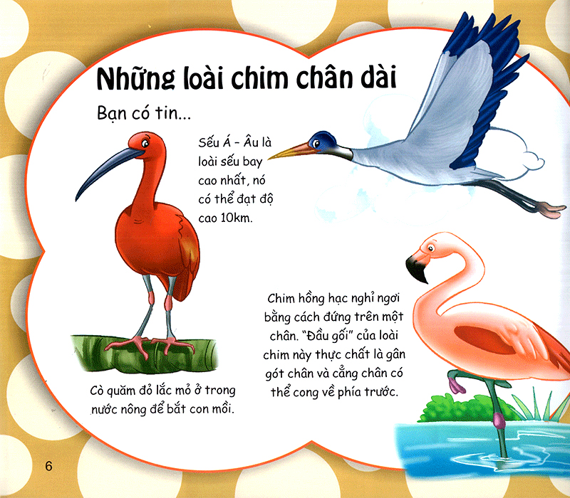 những điều kỳ thú - thú vị các loài chim - Ảnh 6