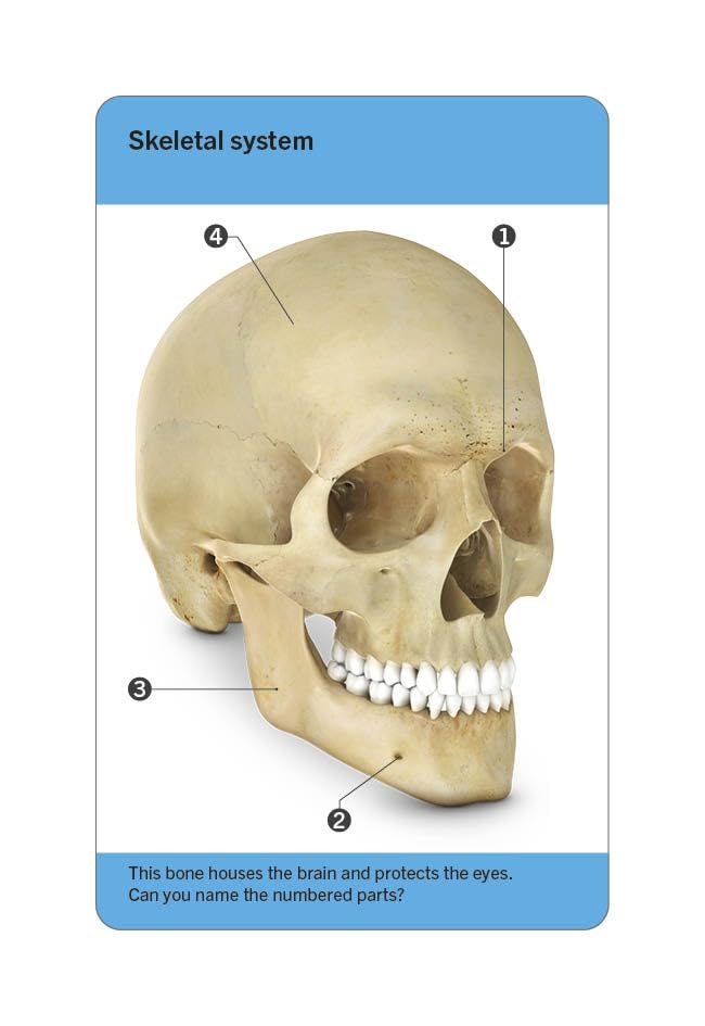 our world in pictures - human body flash cards - Ảnh 3