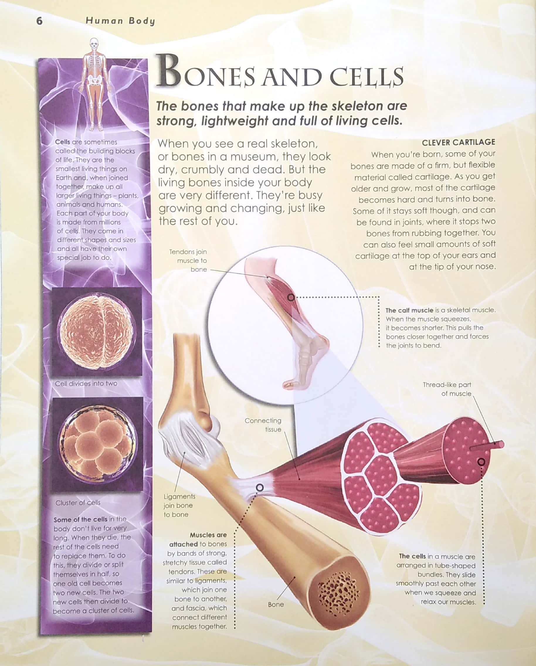primary explorers: human body - Ảnh 6