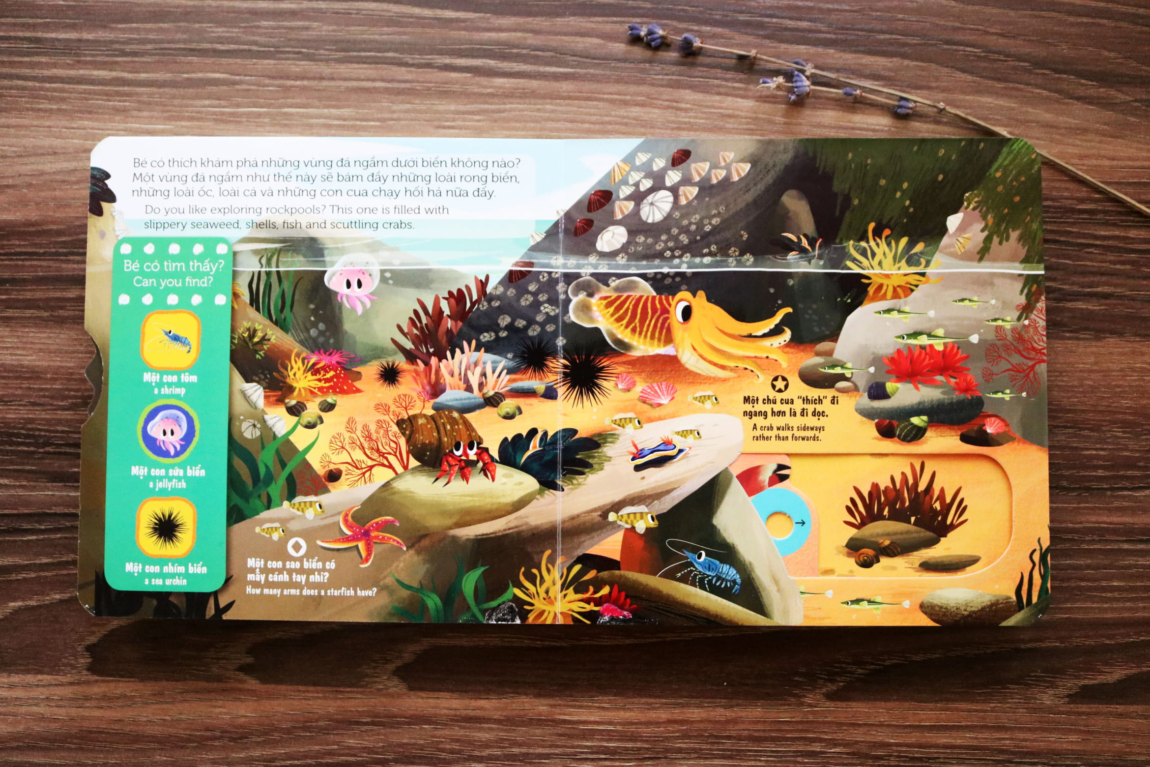 sách chuyển động - first explorers - sea creatures - sinh vật biển - Ảnh 6