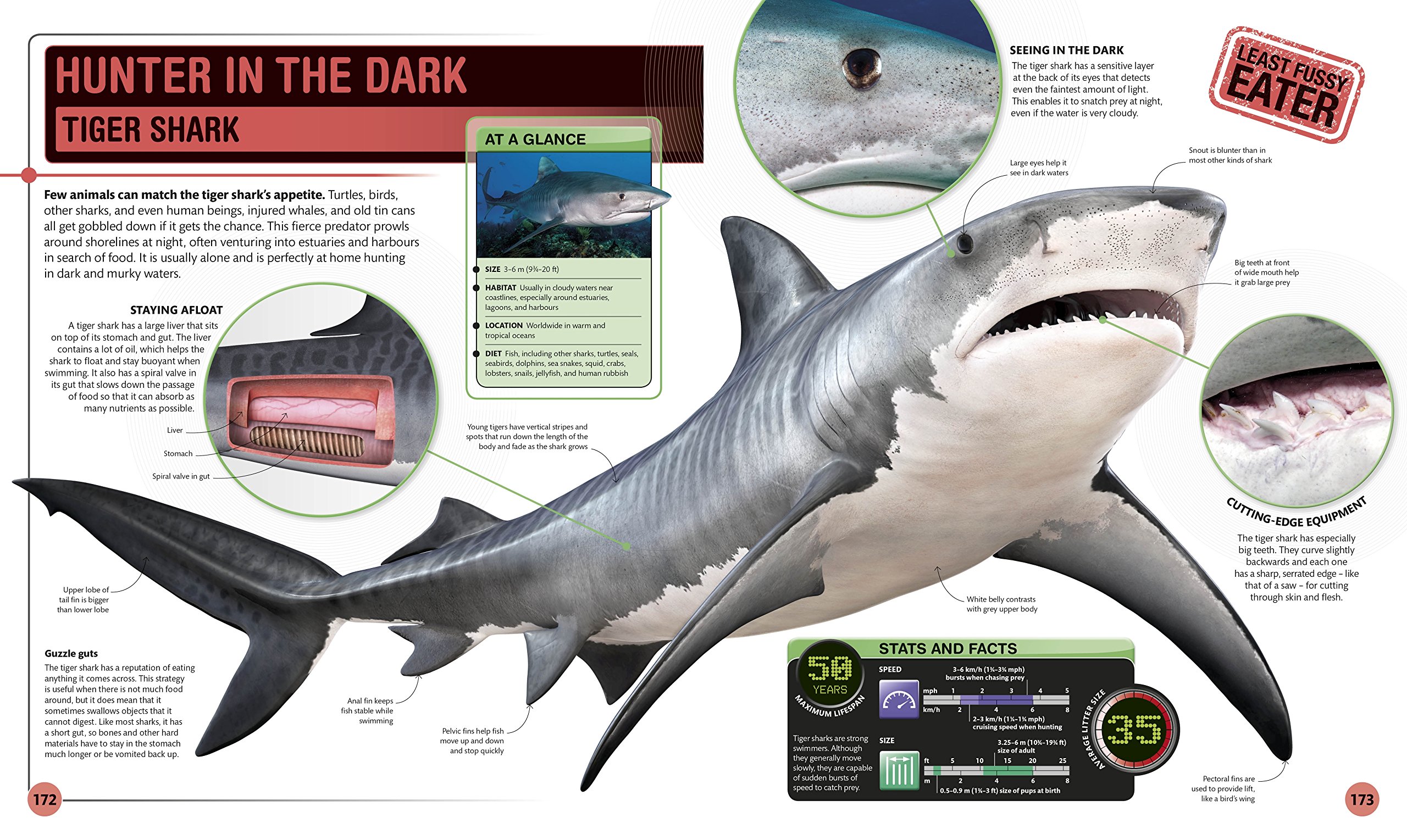 supershark - Ảnh 6