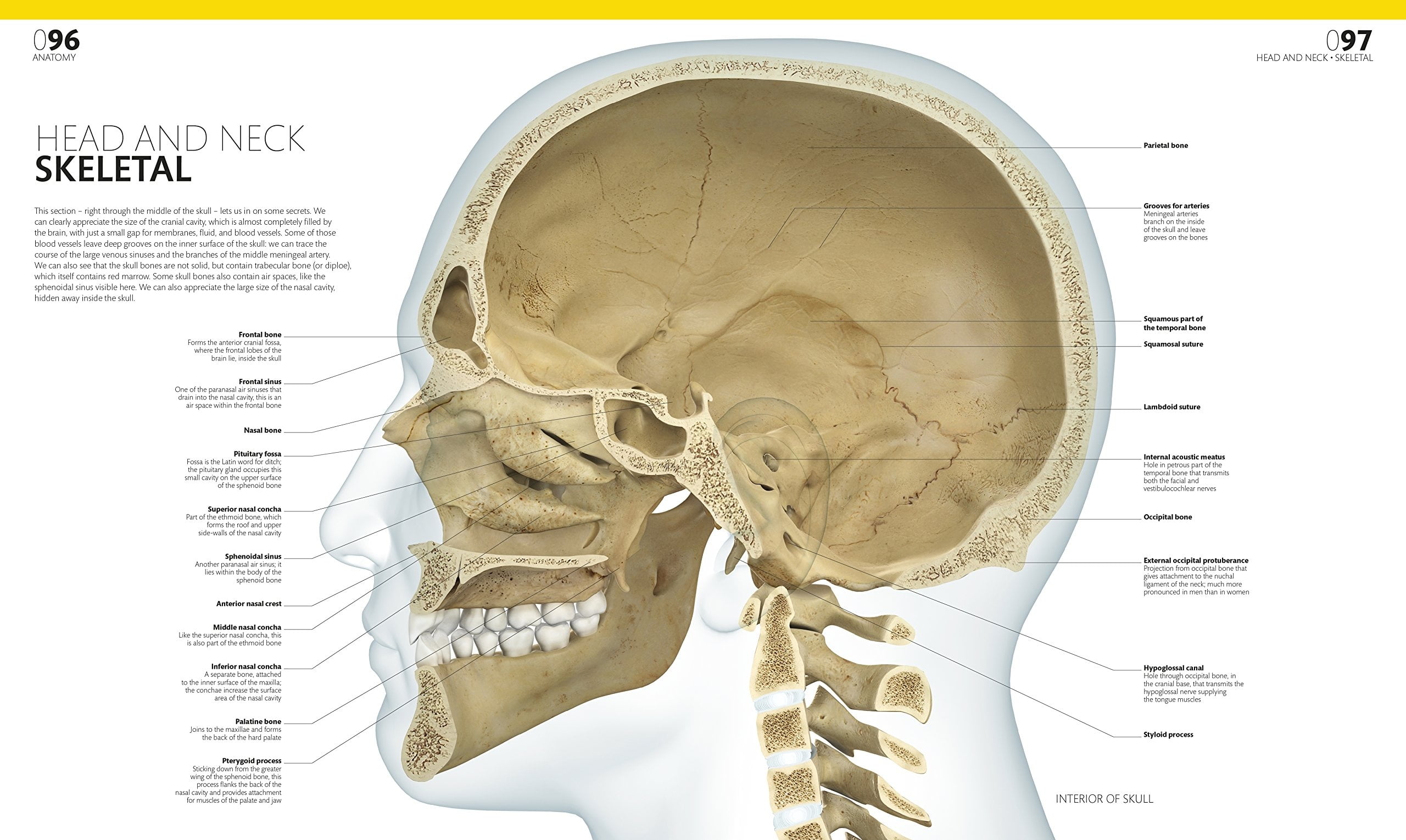 The Complete Human Body - Ảnh 2