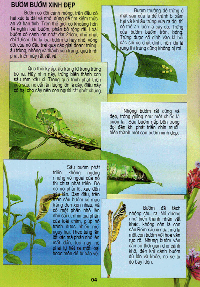 thế giới động vật kì thú - vườn côn trùng - Ảnh 4