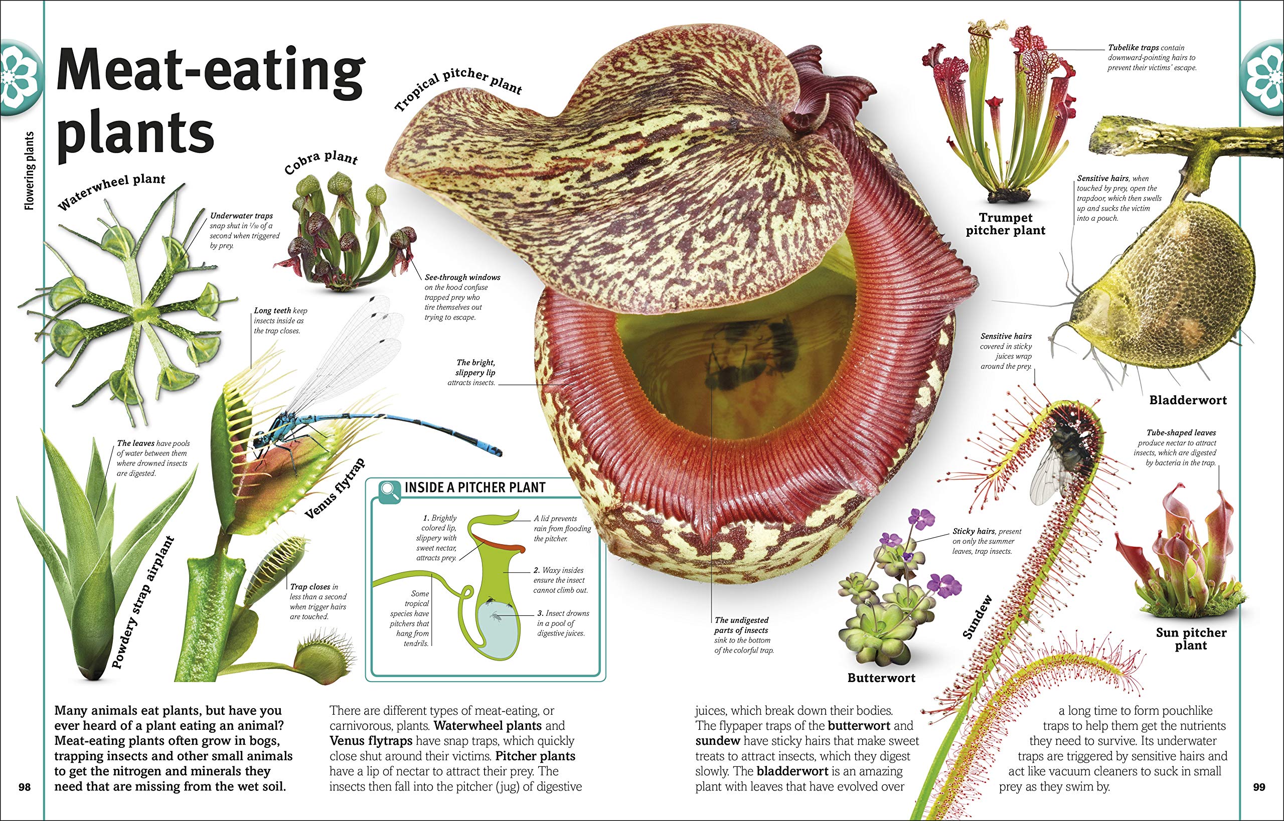 Trees, Leaves, Flowers And Seeds: A Visual Encyclopedia Of The Plant Kingdom - Ảnh 10