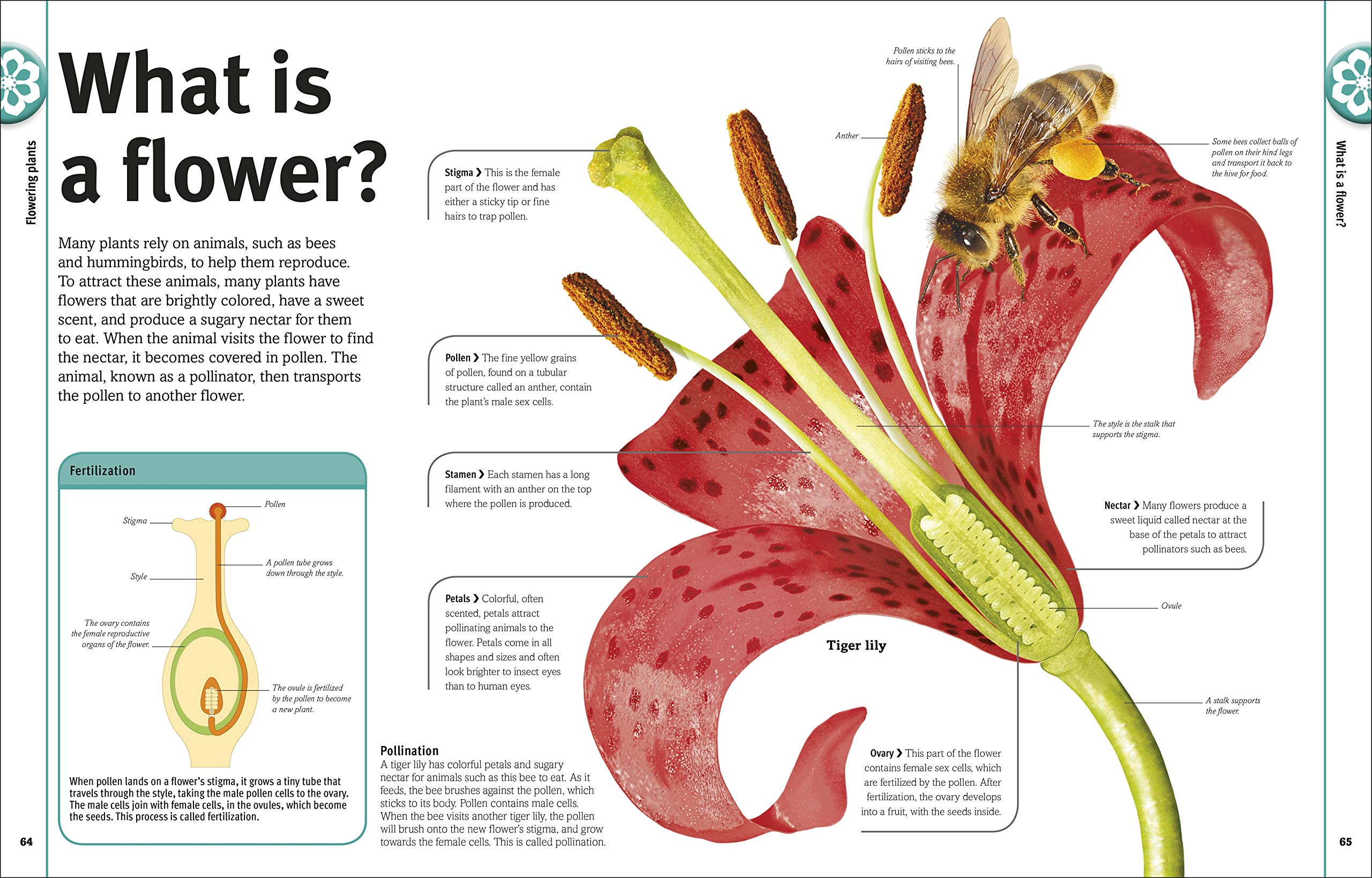 Trees, Leaves, Flowers And Seeds: A Visual Encyclopedia Of The Plant Kingdom - Ảnh 6