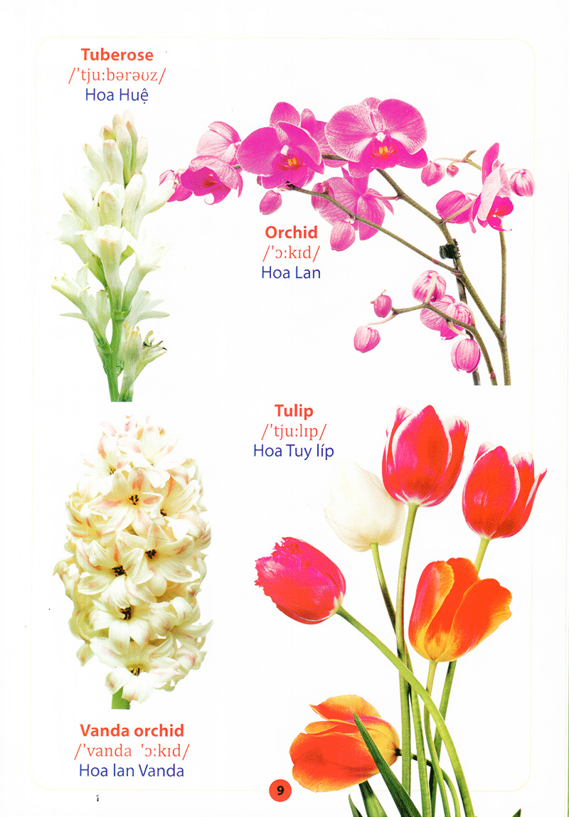 từ điển anh - việt bằng hình - hoa, quả, rau, củ - Ảnh 11