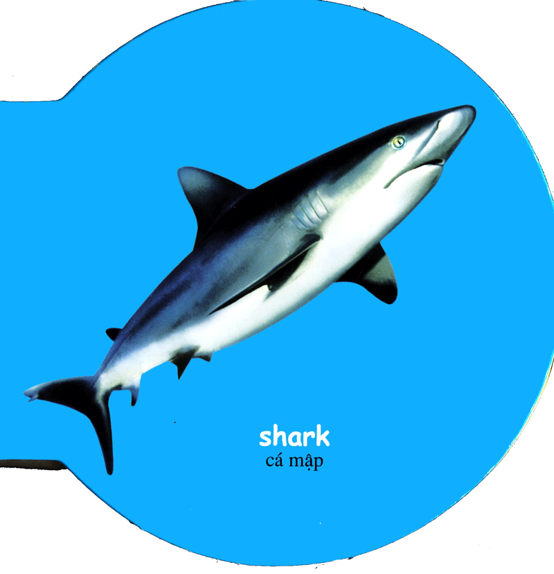 từ điển anh - việt bằng hình: sea animals - động vật biển - Ảnh 4