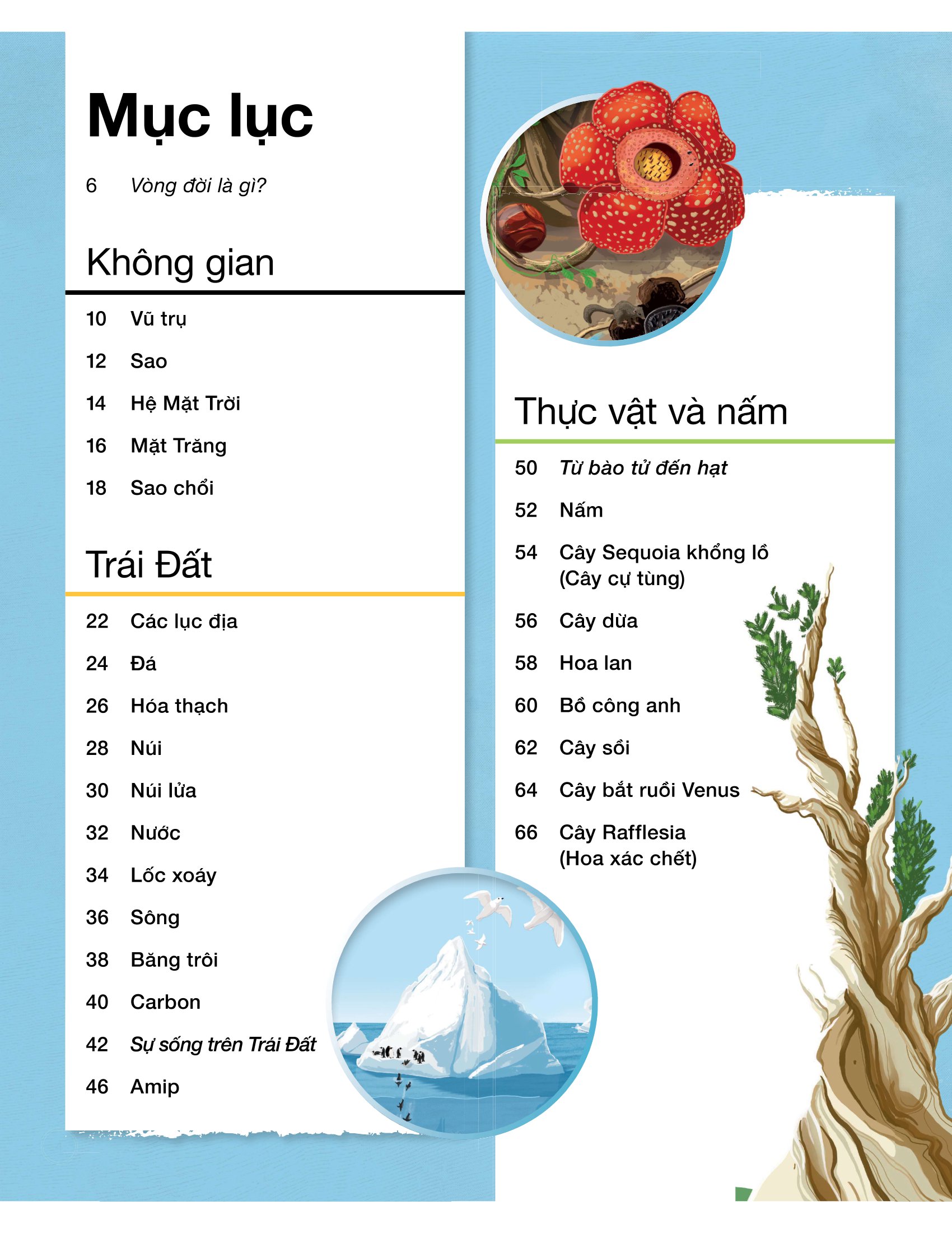 vòng đời - life cycles - Ảnh 7