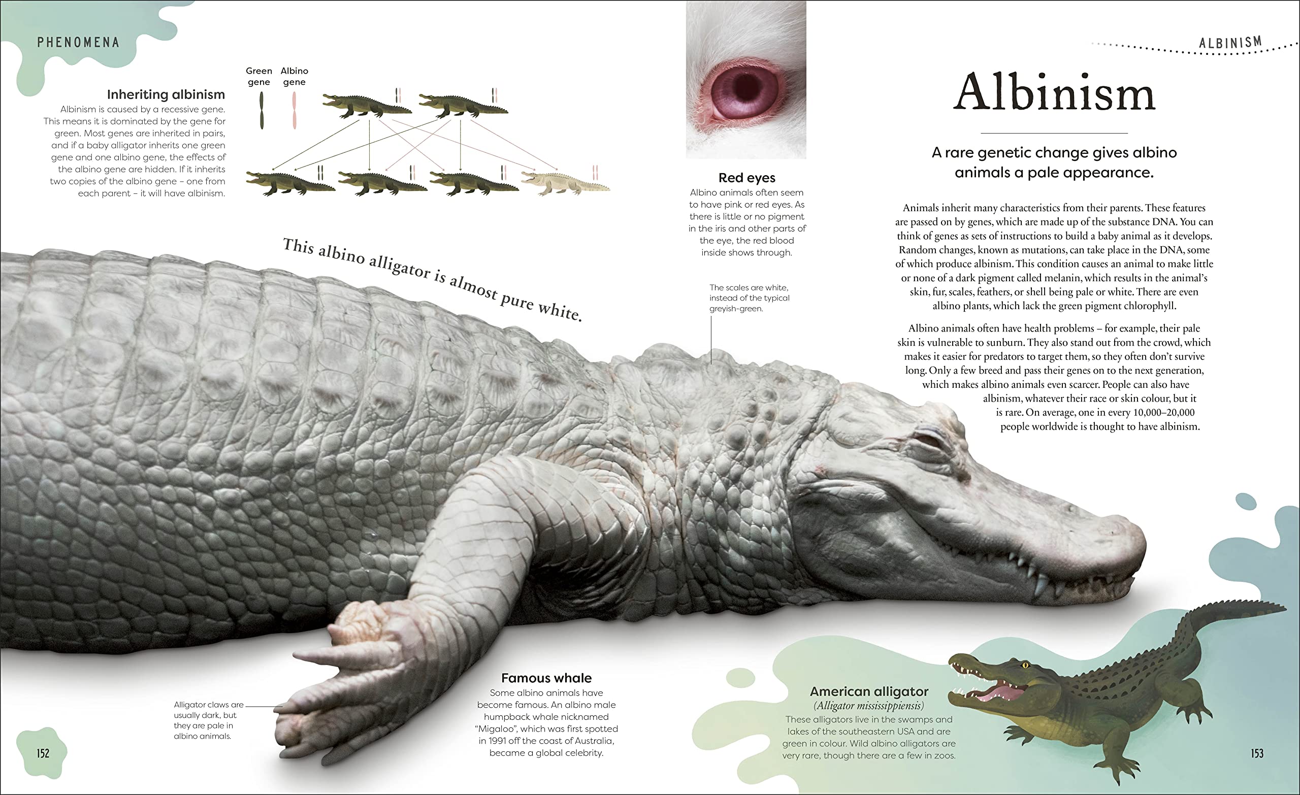 weird and wonderful nature -tales of more than 100 unique animals, plants, and phenomena - Ảnh 7