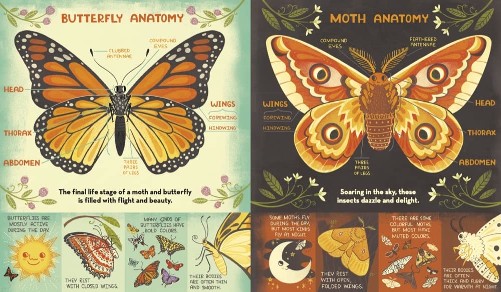 what's inside a caterpillar cocoon? - Ảnh 4