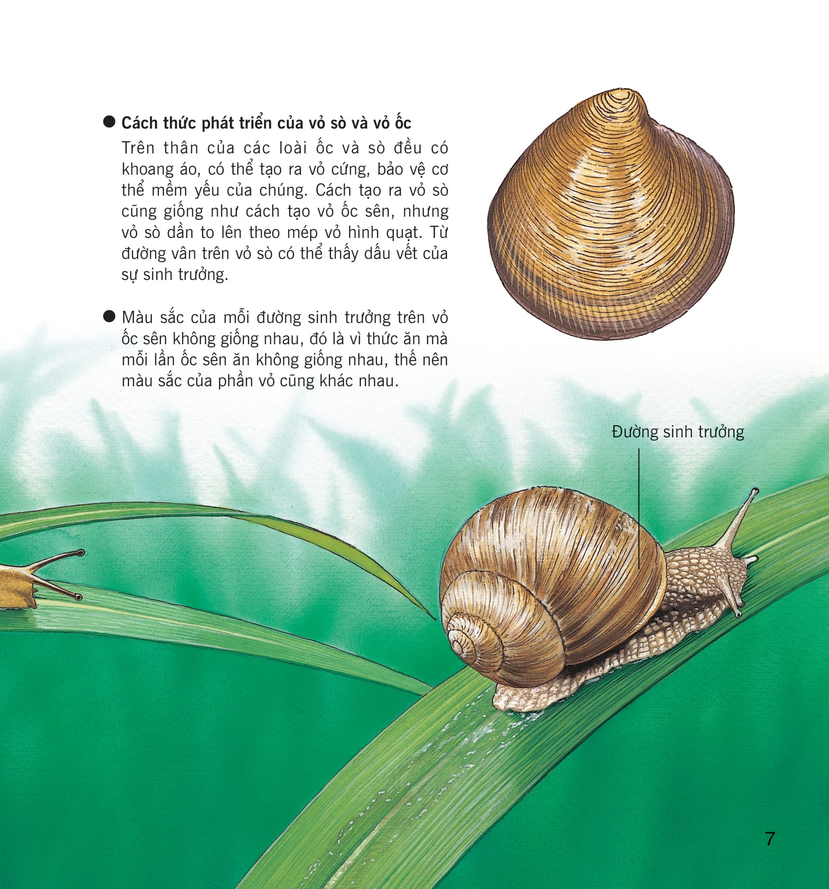 wow, thì ra là thế! - cơ thể của động vật - Ảnh 15